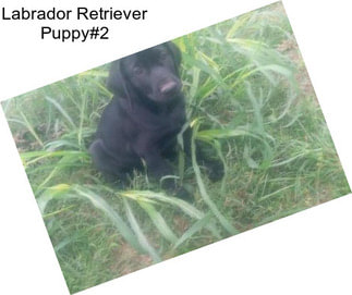 Labrador Retriever Puppy#2