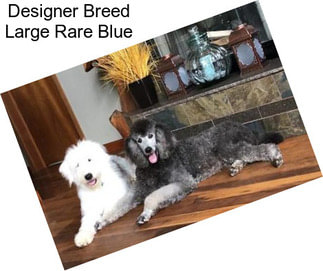 Designer Breed Large Rare Blue