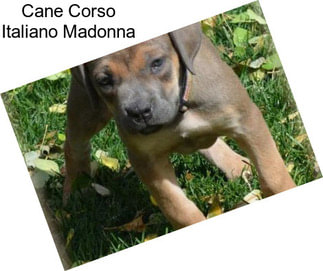 Cane Corso Italiano Madonna