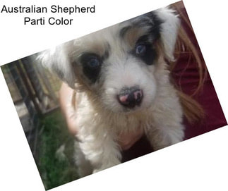 Australian Shepherd Parti Color