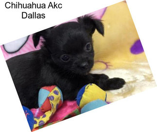Chihuahua Akc Dallas