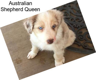 Australian Shepherd Queen