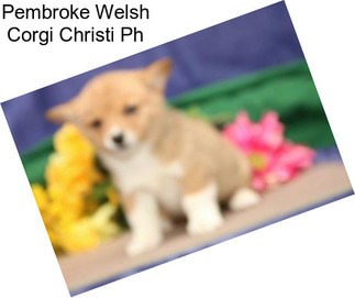 Pembroke Welsh Corgi Christi Ph