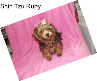 Shih Tzu Ruby