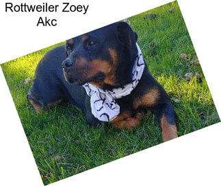 Rottweiler Zoey Akc
