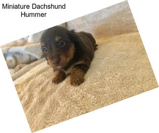 Miniature Dachshund Hummer