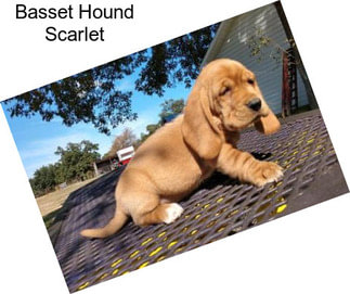 Basset Hound Scarlet