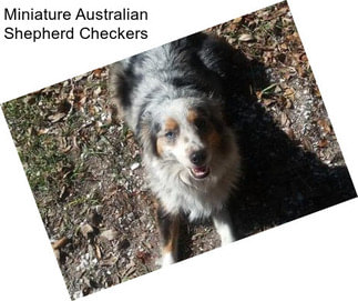 Miniature Australian Shepherd Checkers