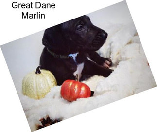 Great Dane Marlin