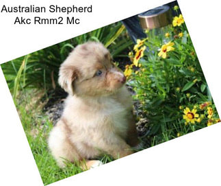 Australian Shepherd Akc Rmm2 Mc