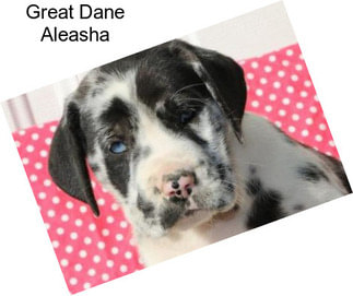 Great Dane Aleasha