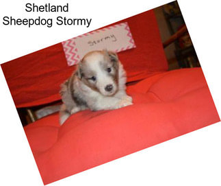 Shetland Sheepdog Stormy