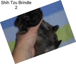 Shih Tzu Brindle 2