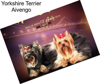 Yorkshire Terrier Aivengo