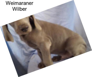 Weimaraner Wilber