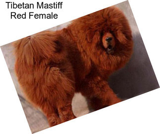 Tibetan Mastiff Red Female