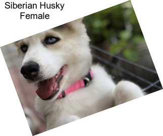 Siberian Husky Female