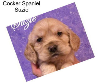 Cocker Spaniel Suzie