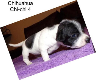 Chihuahua Chi-chi 4
