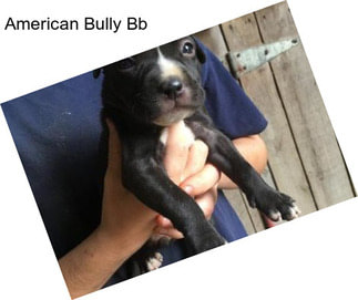 American Bully Bb