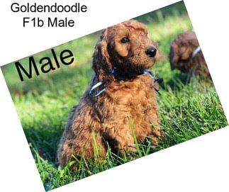 Goldendoodle F1b Male
