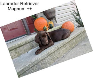 Labrador Retriever Magnum ++