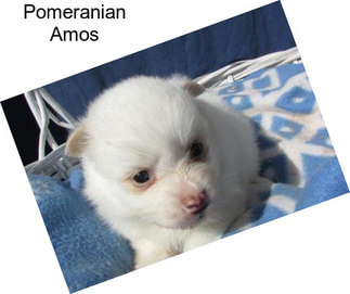 Pomeranian Amos