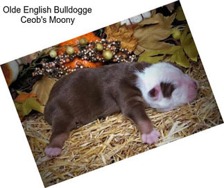 Olde English Bulldogge Ceob\'s Moony