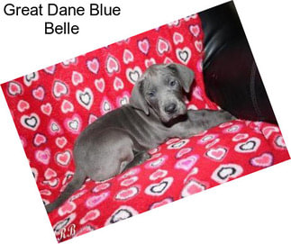 Great Dane Blue Belle