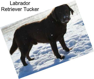 Labrador Retriever Tucker