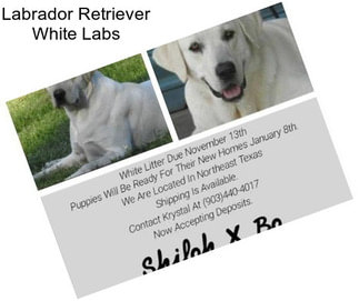 Labrador Retriever White Labs