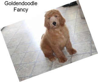 Goldendoodle Fancy