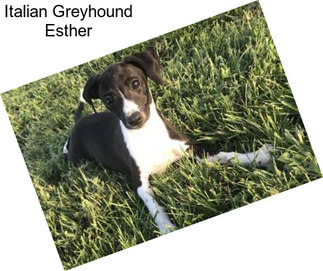 Italian Greyhound Esther