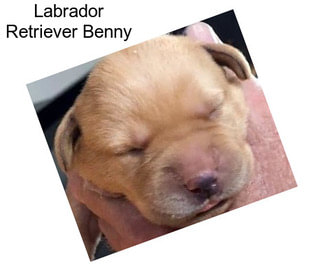 Labrador Retriever Benny