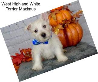 West Highland White Terrier Maximus