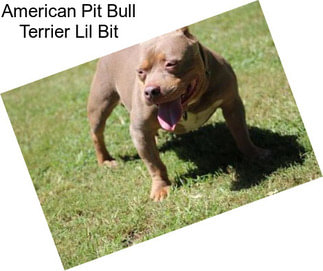American Pit Bull Terrier Lil Bit