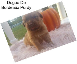 Dogue De Bordeaux Purdy