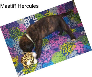 Mastiff Hercules