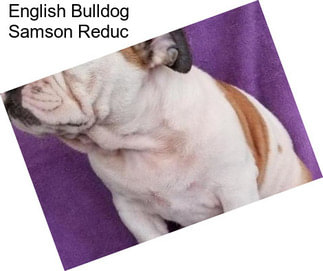 English Bulldog Samson Reduc