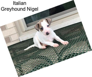 Italian Greyhound Nigel