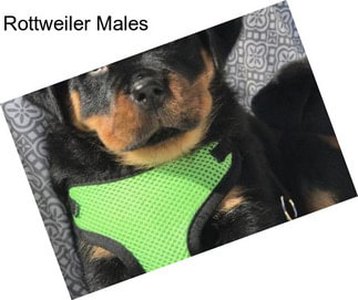 Rottweiler Males