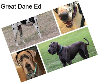 Great Dane Ed