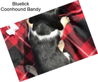 Bluetick Coonhound Bandy