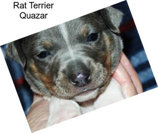 Rat Terrier Quazar