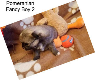 Pomeranian Fancy Boy 2