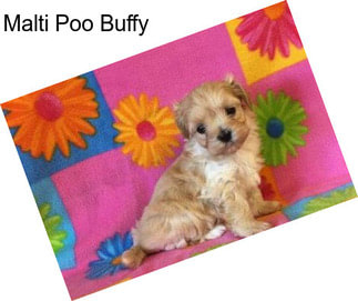 Malti Poo Buffy