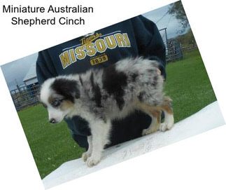 Miniature Australian Shepherd Cinch