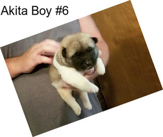 Akita Boy #6