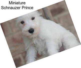 Miniature Schnauzer Prince