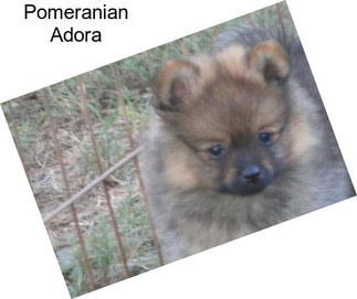 Pomeranian Adora